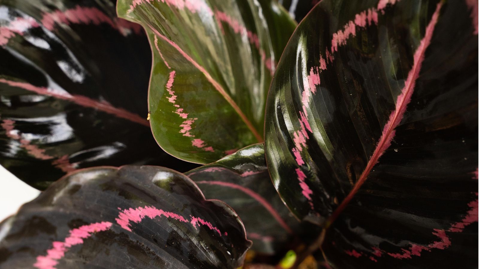 Best calathea varieties: 5 expert picks and care tips | Homes and Gardens