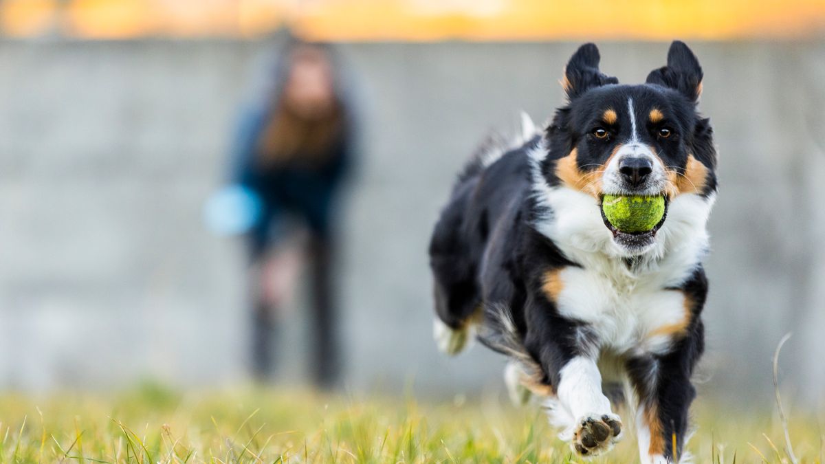 Dog running with tennis ball in mouth