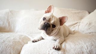 French Bulldog on sofa