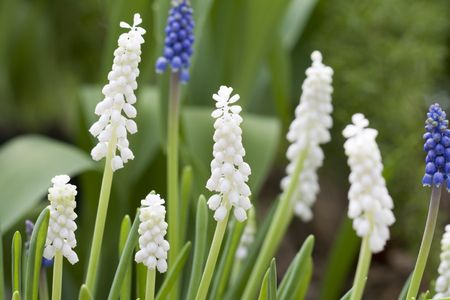 White And Blue Grape Hyacinths Plants