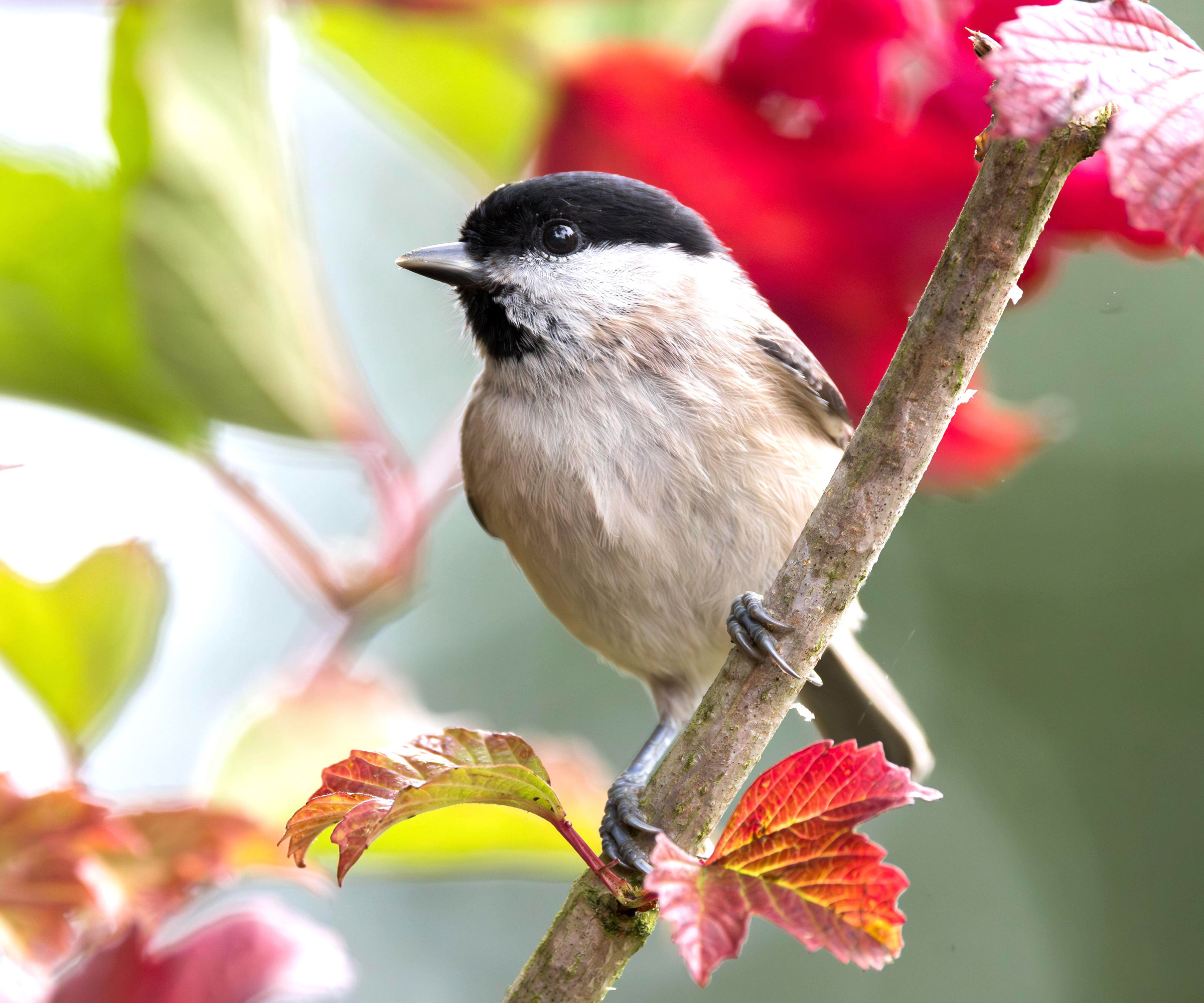 American cranberrybush and chickadee