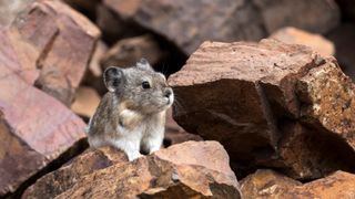 A collared pika in the rocks at Denali National Park, Alaska