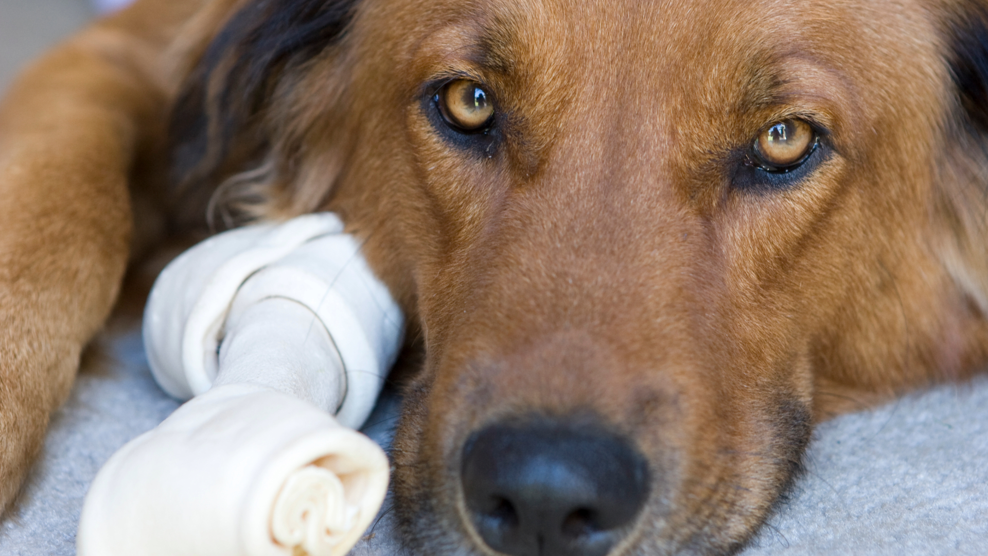 A dog with a rawhide bone