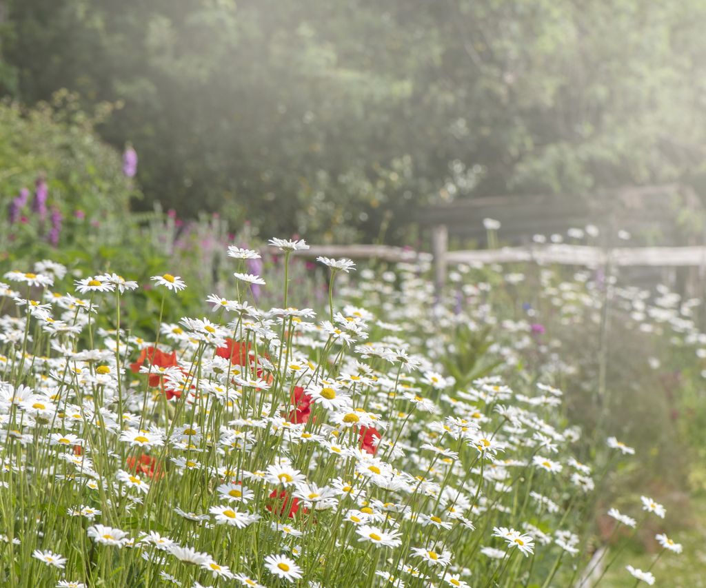 How to create a modern cottage garden, with expert advice