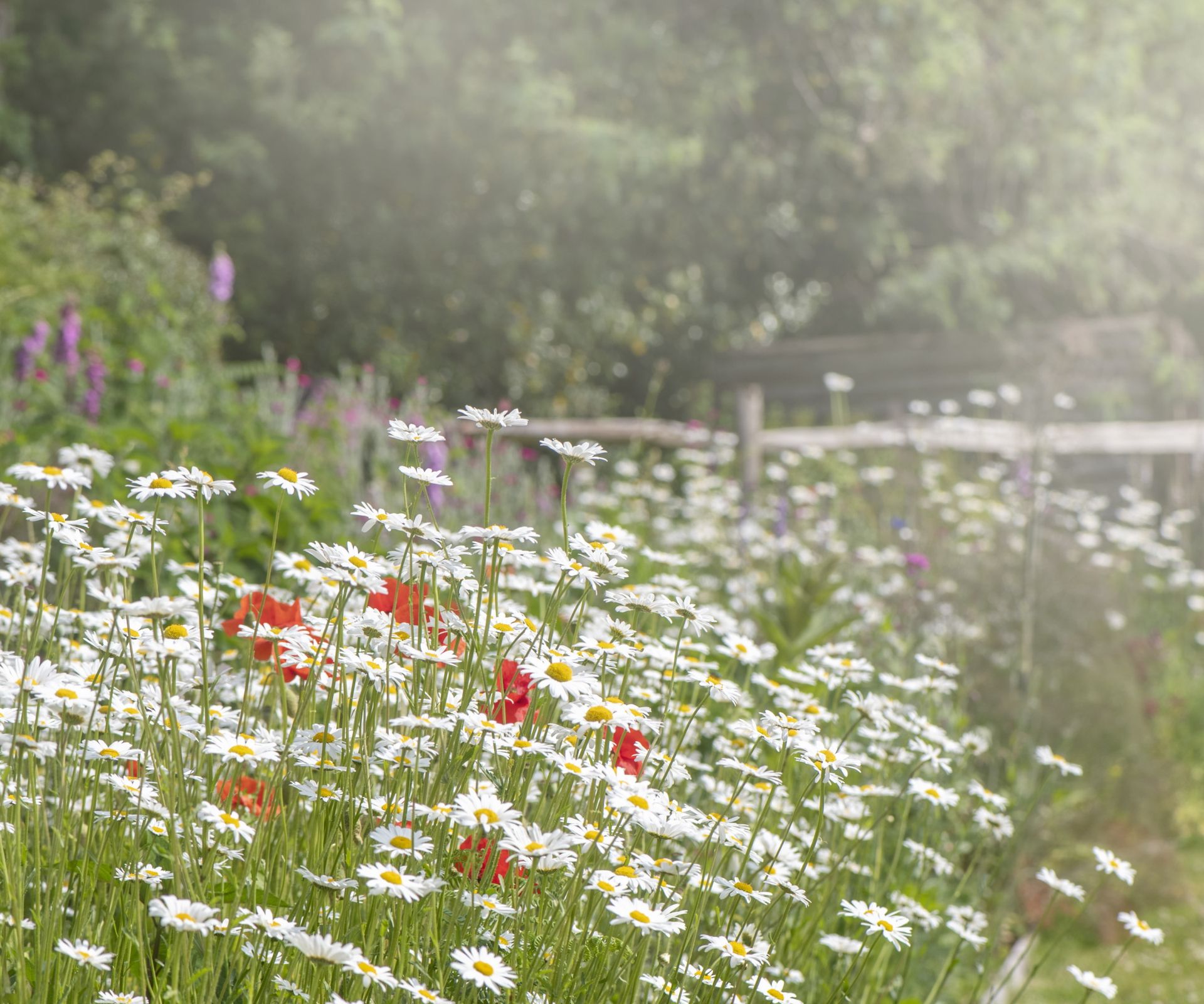 Cottage garden border with daisies and perennial planting