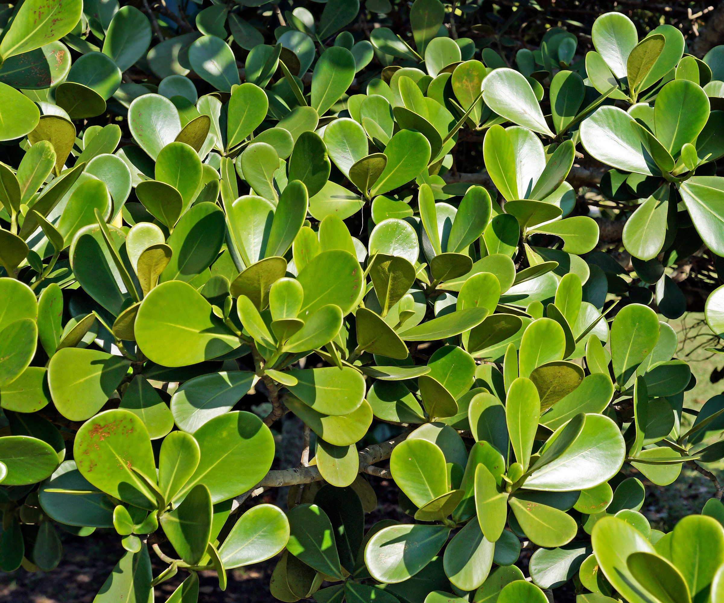 Green clusia leaves