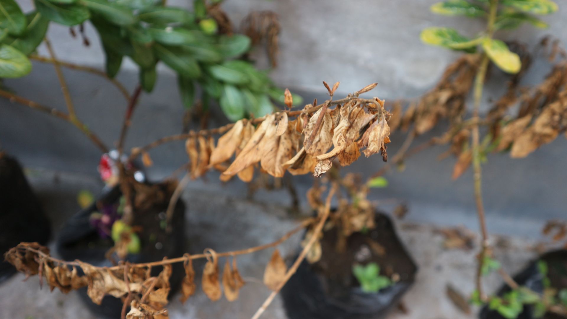 picture of potted plant that has dead stems on it