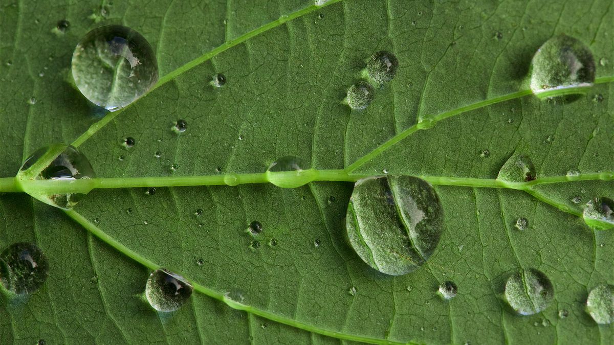 A close-up of a leaf showing its veins and water droplets on its surface.