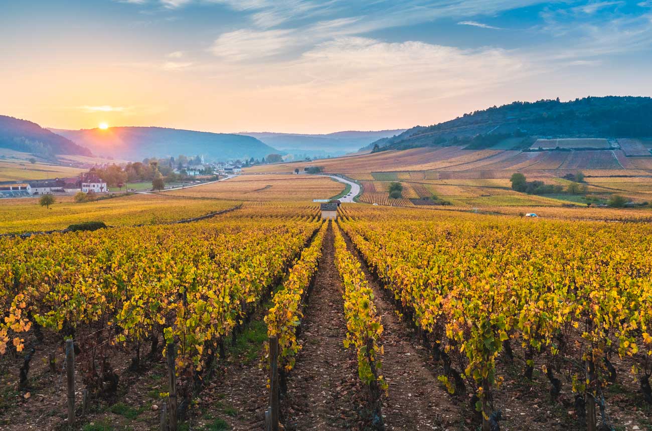 Burgundy vineyard