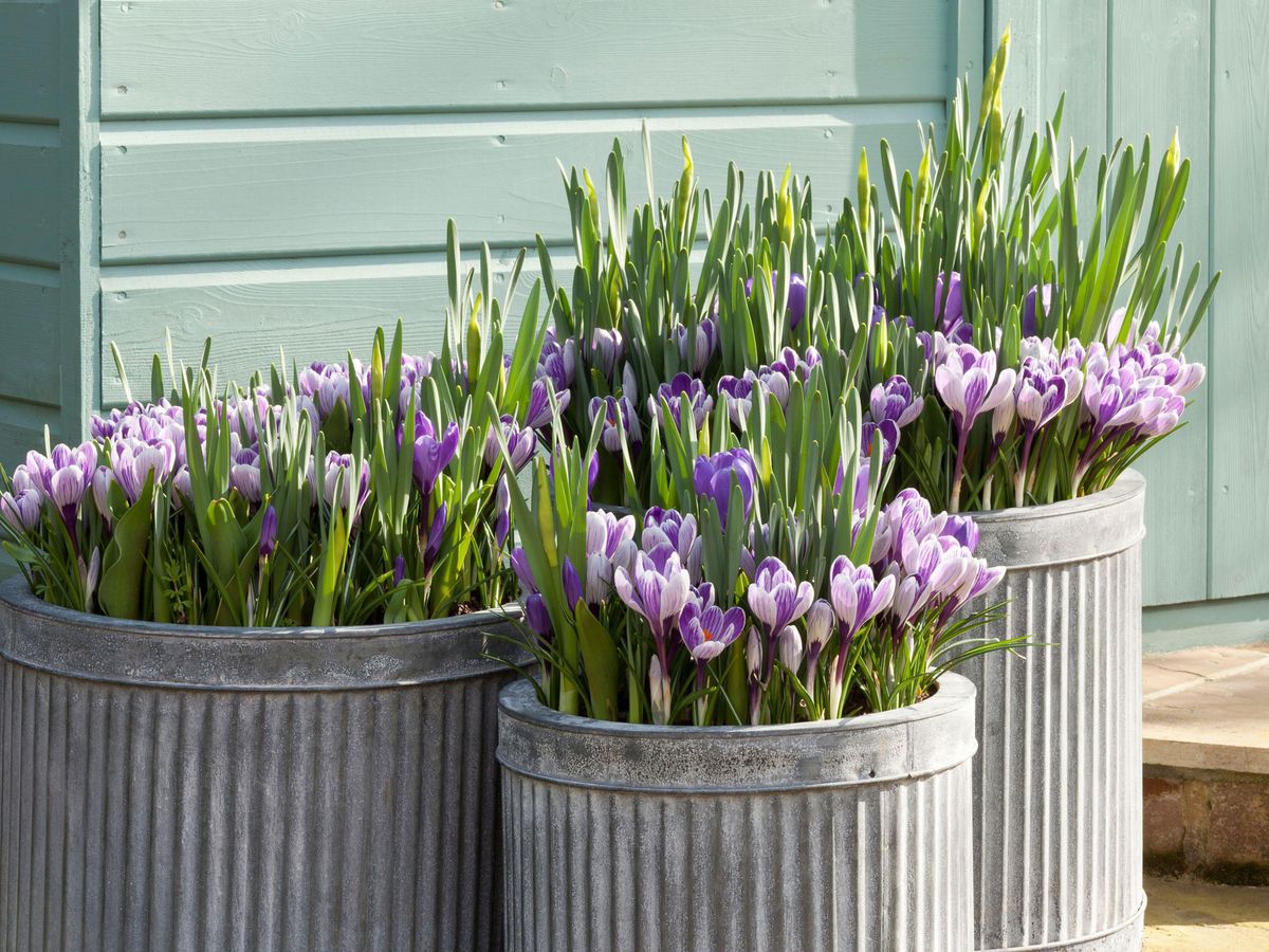 7 meilleures fleurs à ajouter à votre jardin en février pour une transition colorée vers le printemps