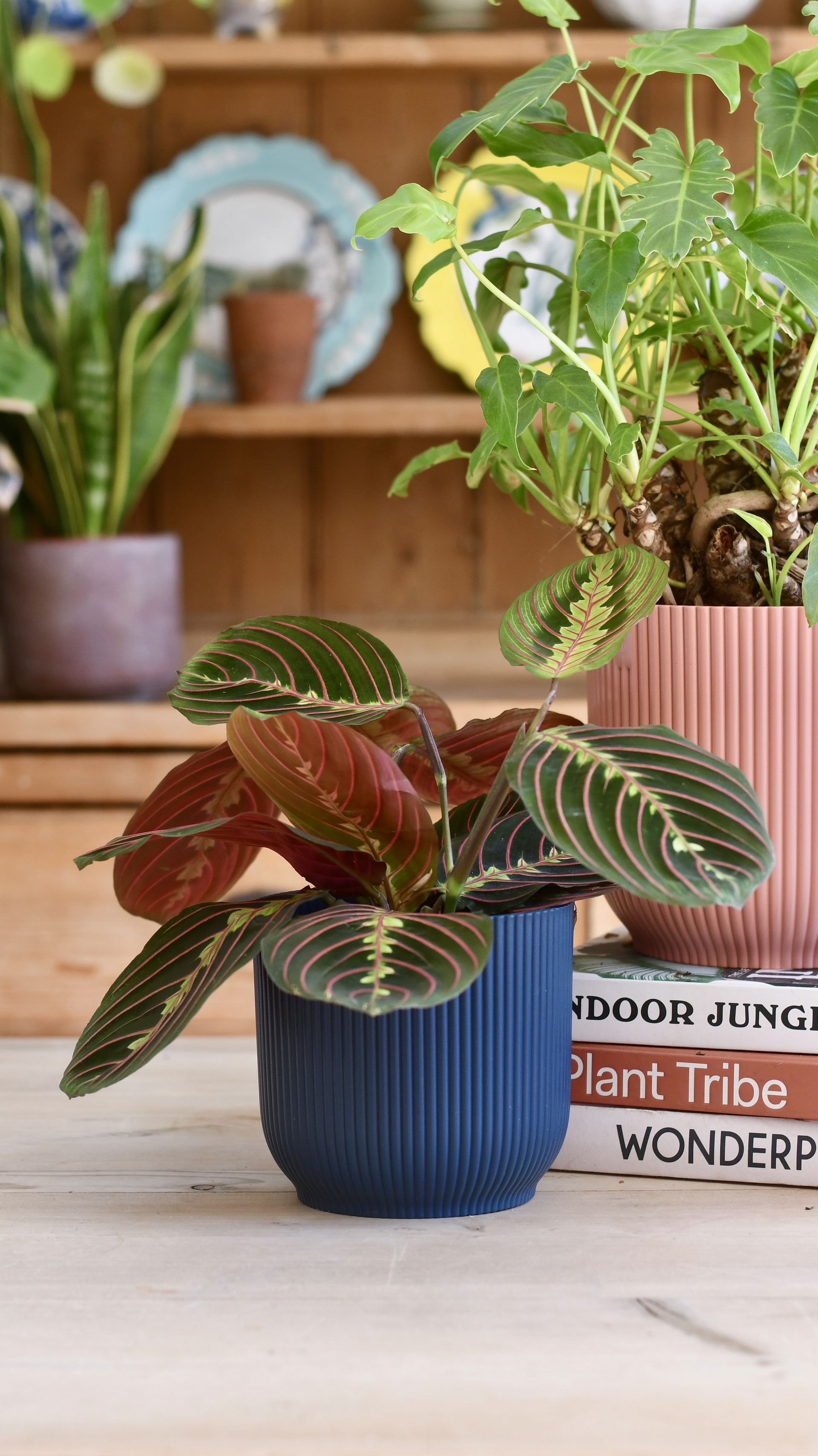 Small peacock plant in blue vase
