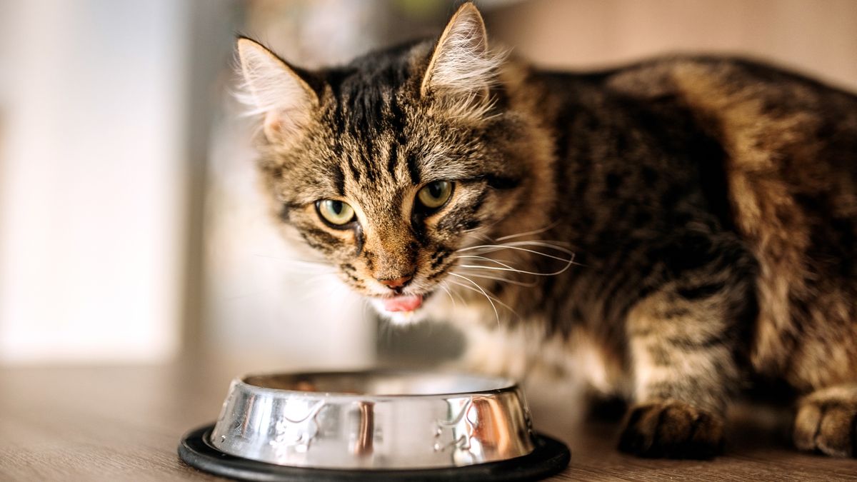 Vet reveals how to manage food aggression in cats PetsRadar