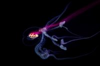 Bioluminescent deep-sea octopus with glowing tentacles and transparent head swimming against a dark background