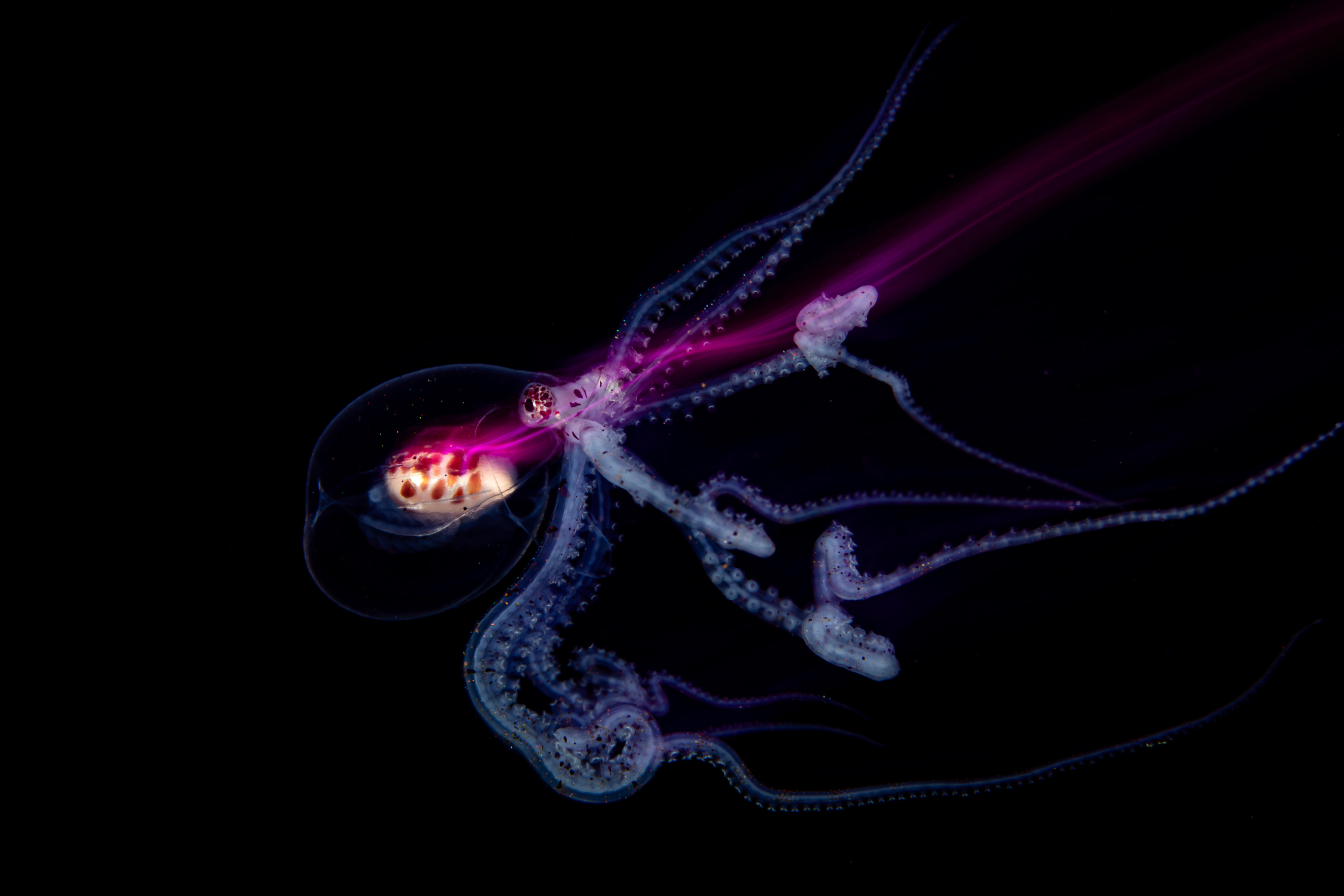 Bioluminescent deep-sea octopus with glowing tentacles and transparent head swimming against a dark background