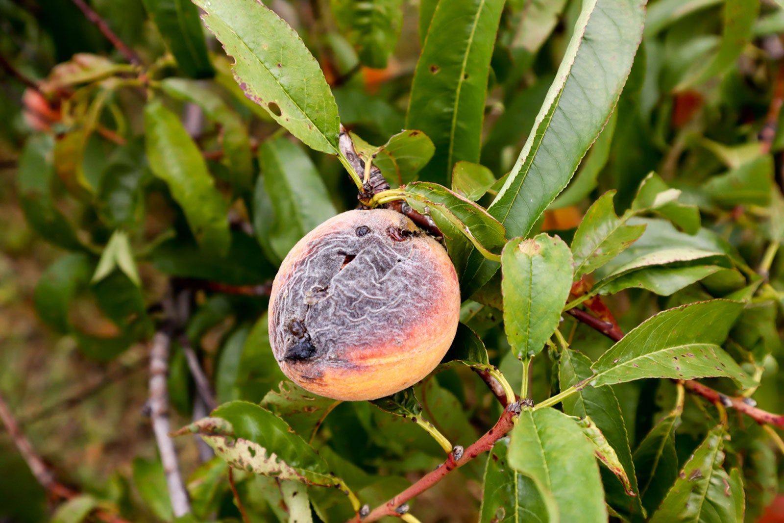 Болезни персика и способы лечения. Клястероспориоз нектарина. Монилиоз персика. Мучнистая роса на персике. Клястероспориоз плодов персика.