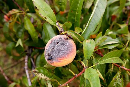 Diseased Peach On Tree