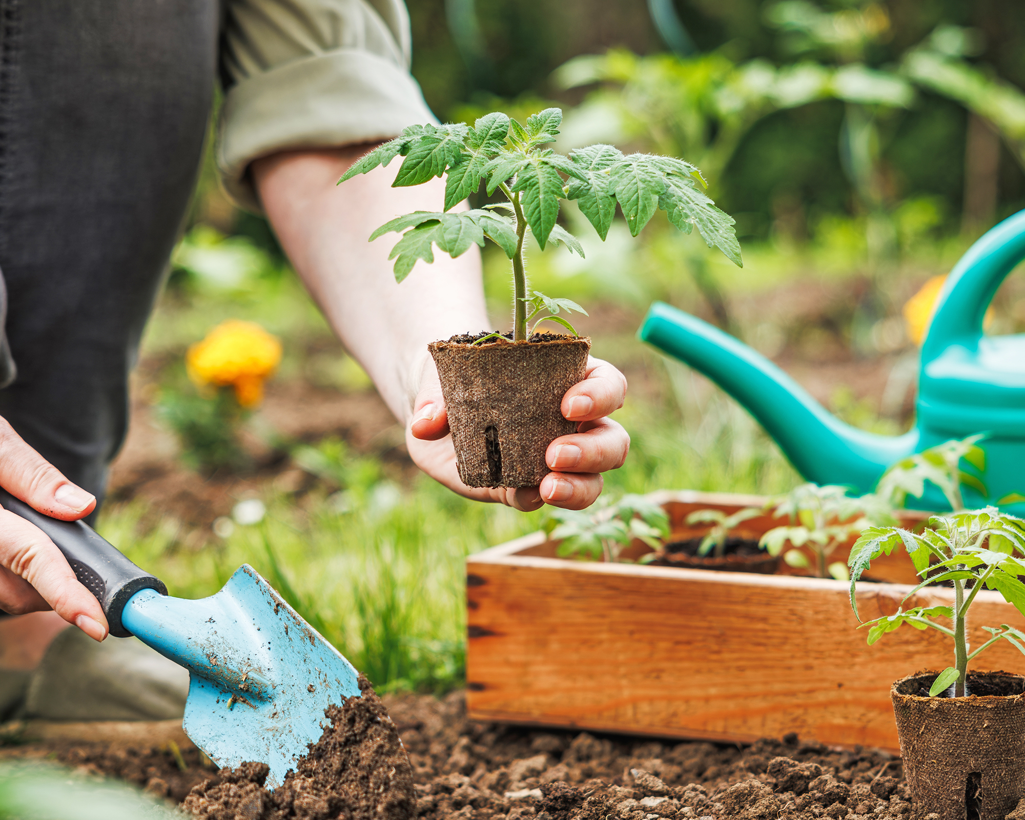 Gardener plants tomato seedling into garden soil