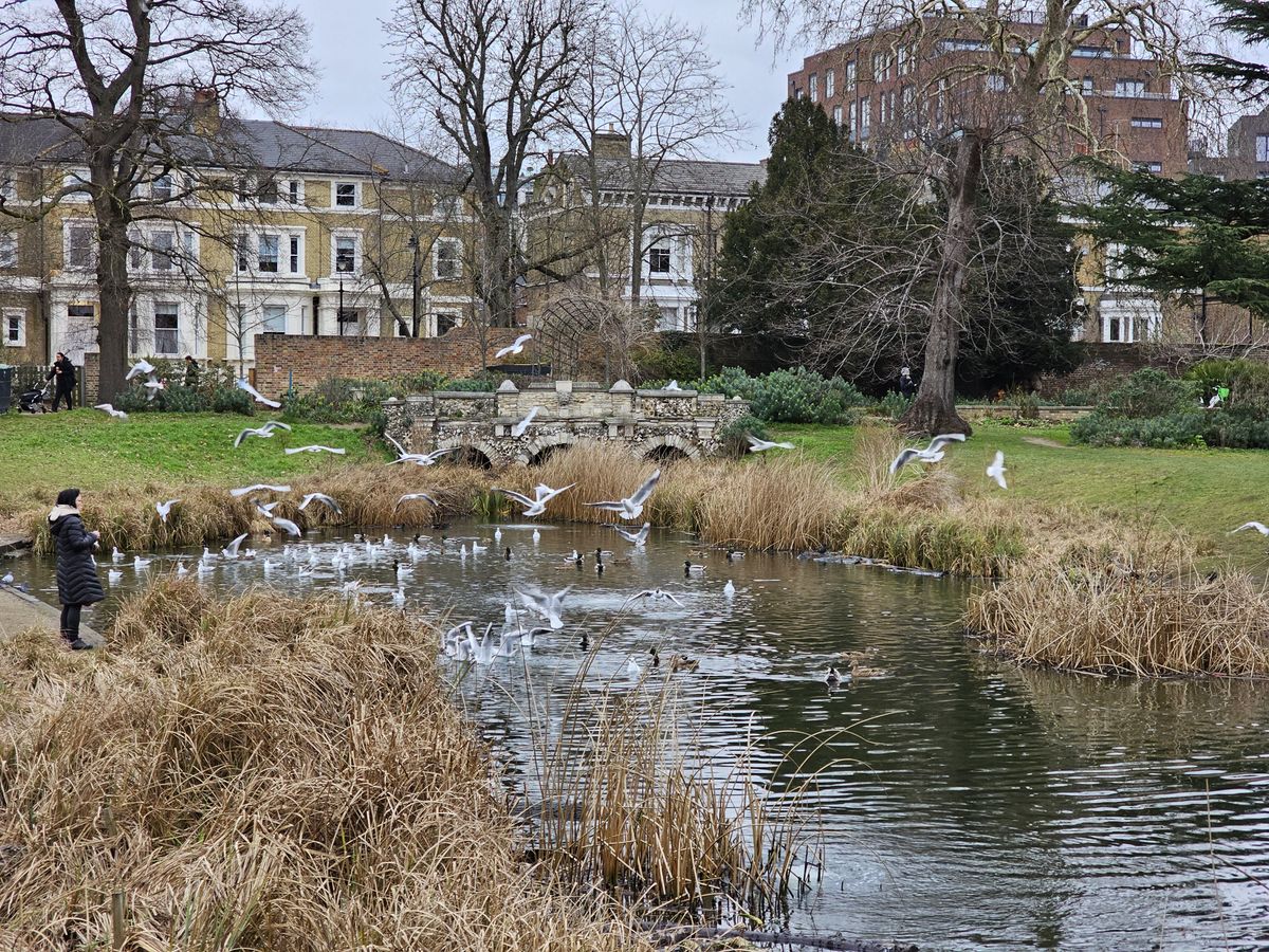 birds on a river in a field