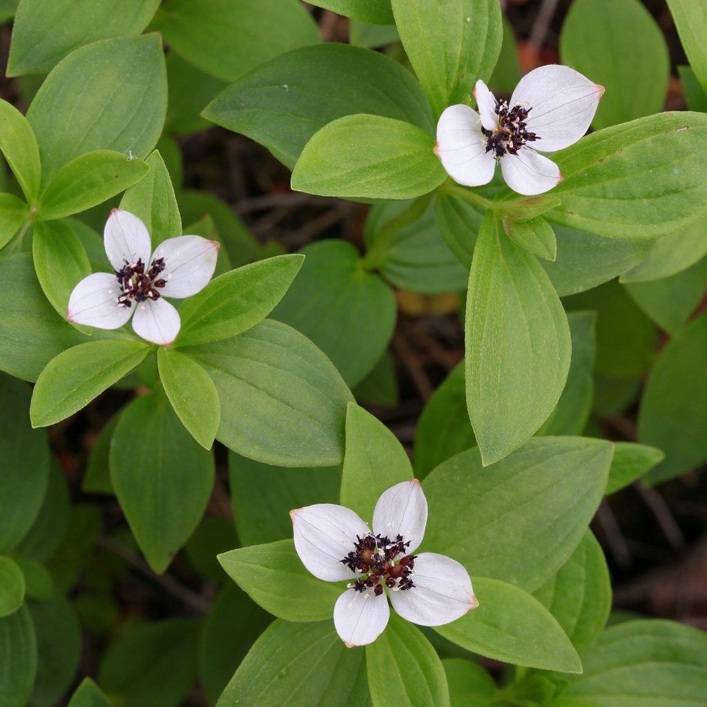 Dwarf Cornel Plants