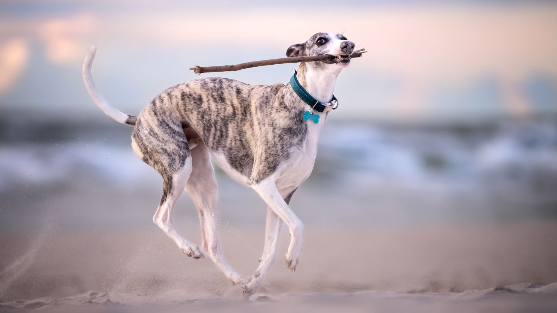whippet
