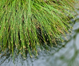 sedge grass growing alongside garden pond
