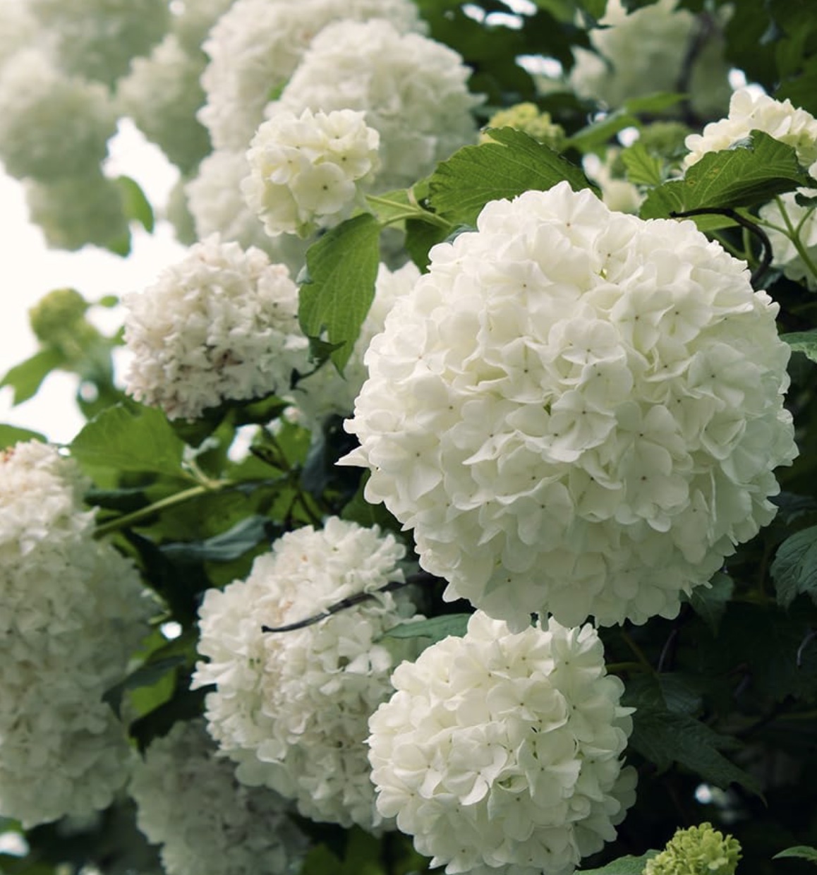 Chinese viburnum snowball in bloom