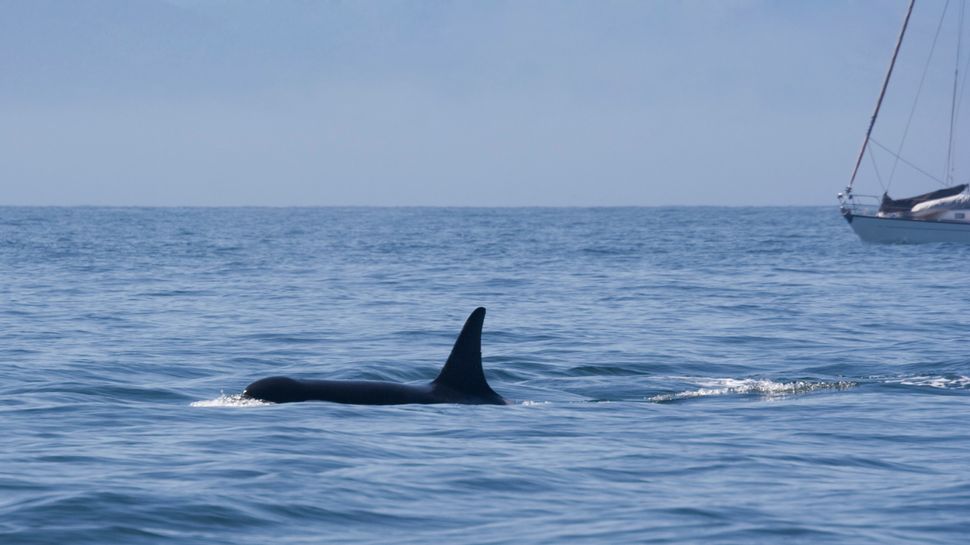 Orcas have sunk 3 boats in Europe and appear to be teaching others to do the same. But why?