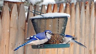 Two Blue Jays