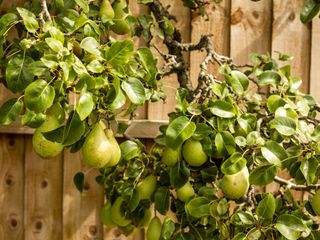 Pears growing on a tree by a wooden fence