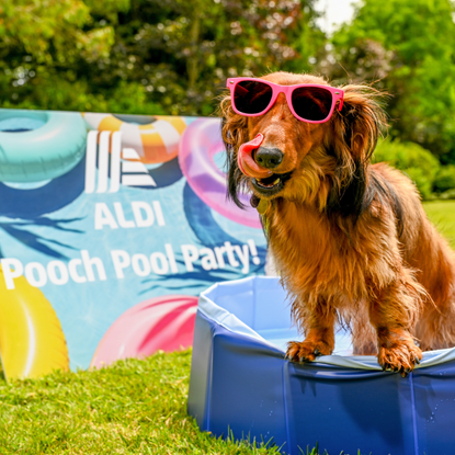 Dog wearing sunglasses in aldi pet cooling pool.