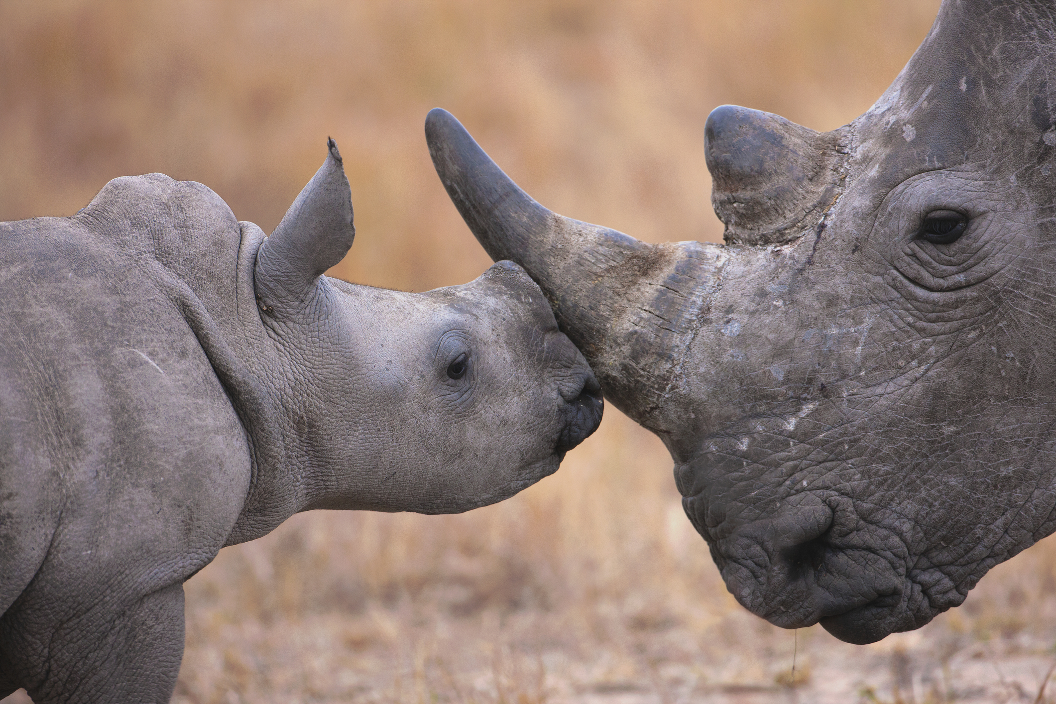 9. South Africa