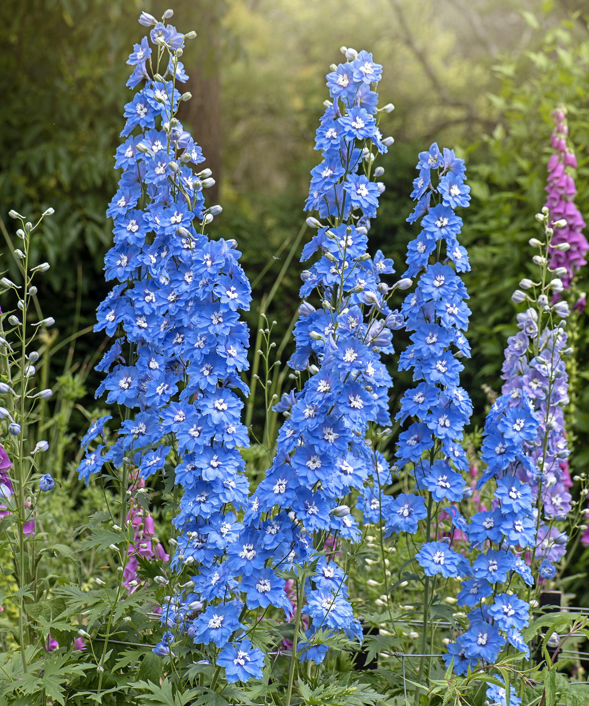 Towering blue delphiniums in the garden