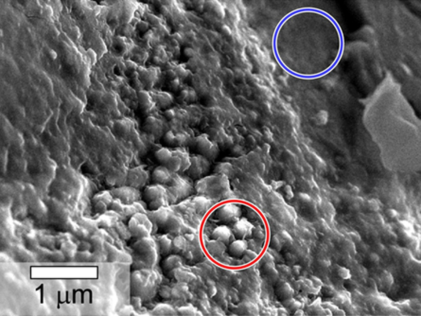 Scanning Electron Microscope spheroidal features Yamato 000593