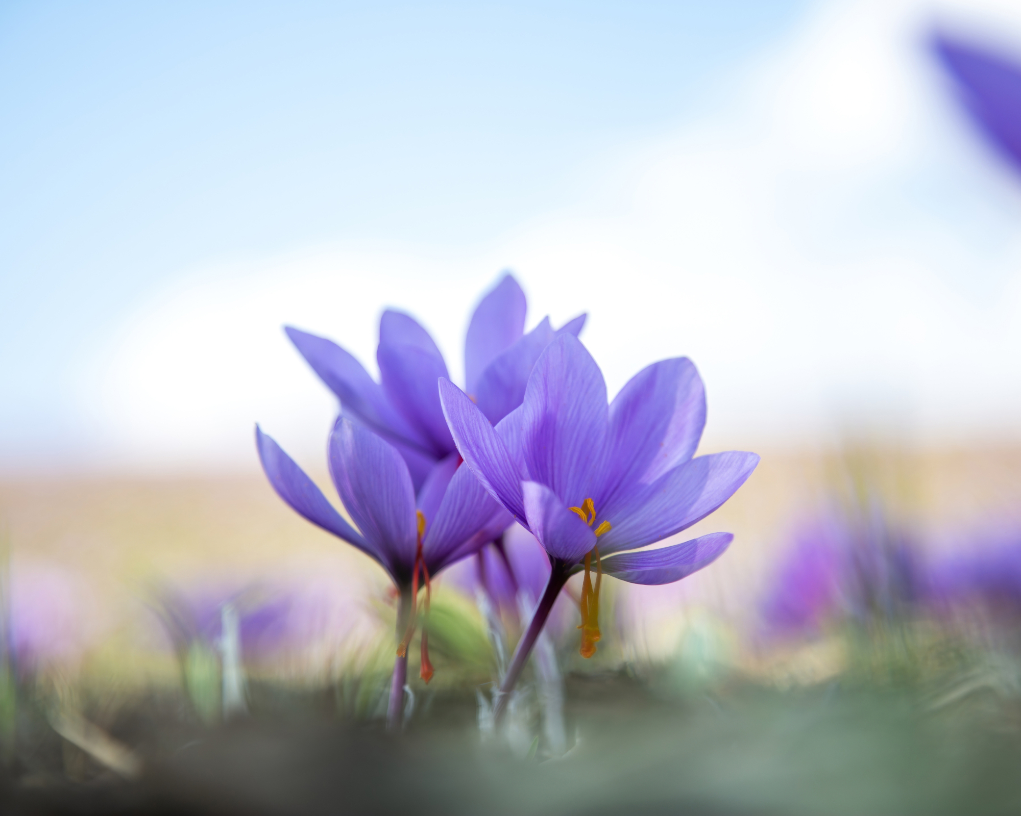 Saffron flowers on field. Crocus sativus blossoming purple plant on ground, close up view.