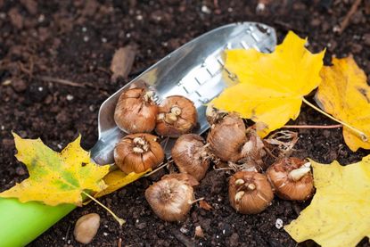 Flower Bulbs On A Small Gardening Shovel