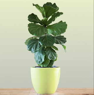 fiddle leaf fig in a yellow pot