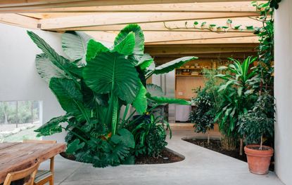 Indoor garden in modern home with large tropical leaves in an otherwise minimalist space