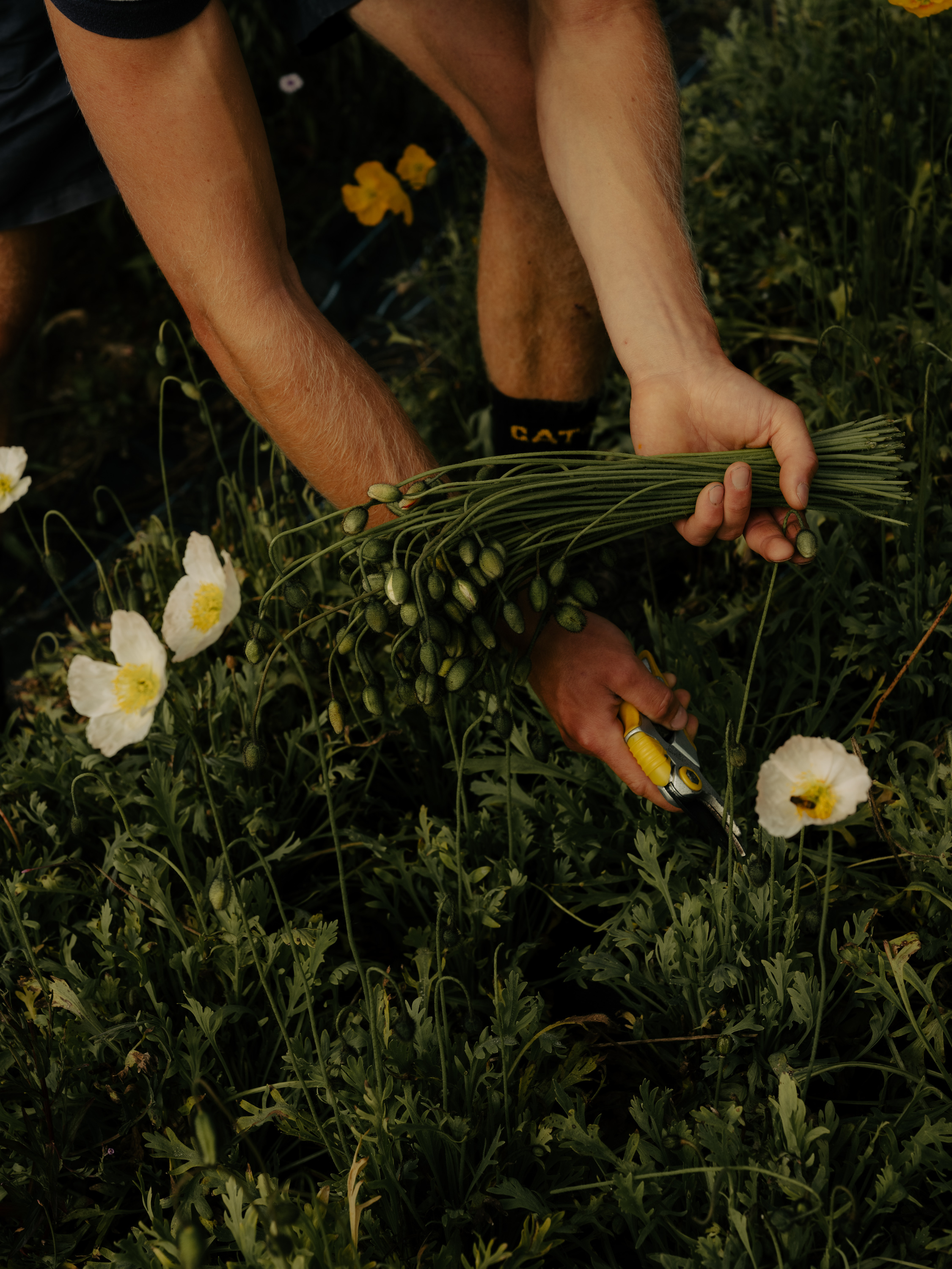 Petalon flower farm
