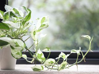 Pearls and Jade pothos plant on windowsill