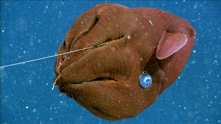 Vampire squid with filament extended