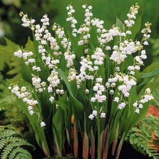 Lily Of The Valley Bulbs