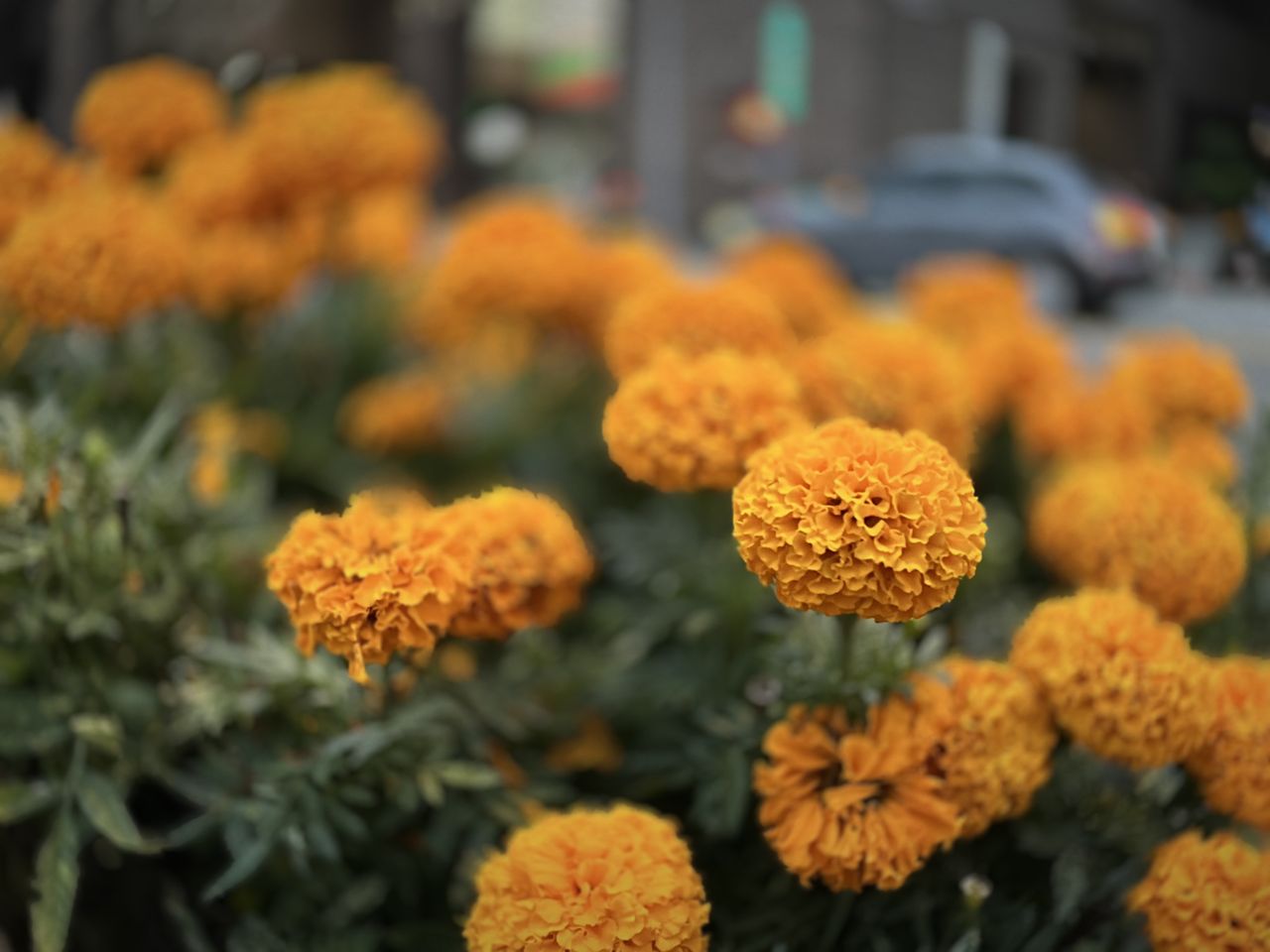 Images taken using the Leica LUX app on an iPhone 13