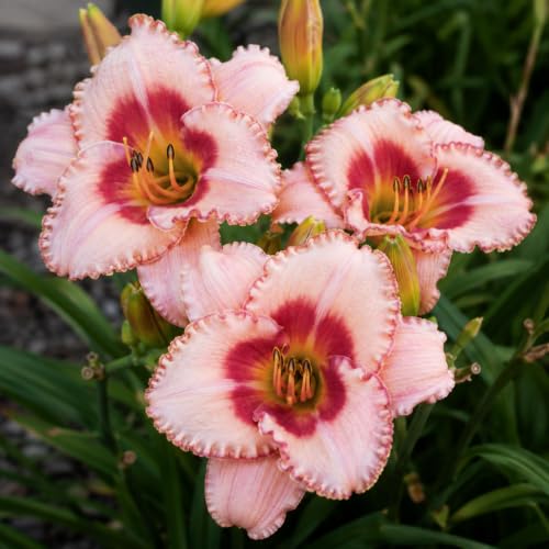 Strawberry Candy Daylily Bulbs for Planting &amp;ndash; Pink and Red Bi-Color Hemerocallis Perennial Flower &amp;ndash; Hardy Summer Blooming Garden Lily &amp;ndash; Easy Care Outdoor Flower Bulbs, 5