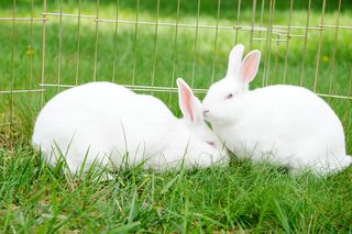 bunnies, Easter
