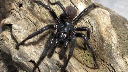 Newcastle Funnel-web Spider (Atrax christenseni) male.