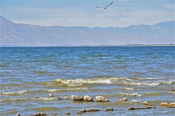 Can You Swim In The Salton Sea 2020 The Serene Splendor Of The Salty Salton Sea Live Science