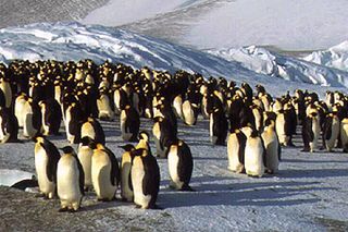 penguins, warmth
