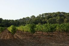 Vines at end summer Pic St Loup
