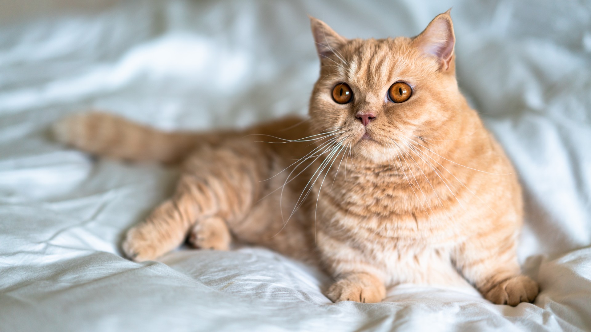 Munchkin cat lying on bed