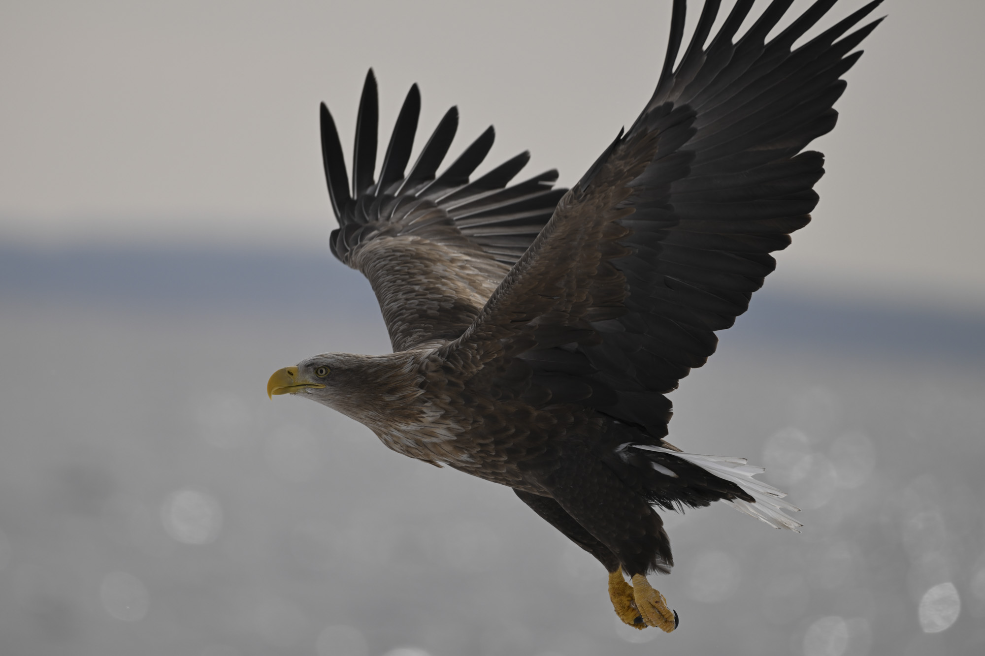 Sample image taken with the Nikkor Z 180-600mm lens closeup of a bird of prey in flight